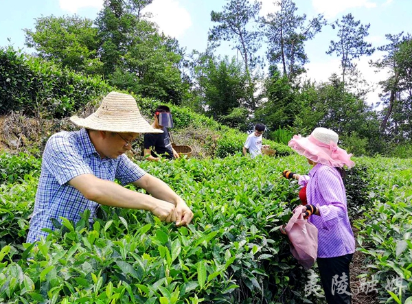 郑盔甲：致力科技创新　促进茶业发展