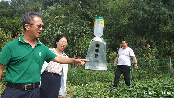 植保专家走进“原生境”，宜昌橙地探密草地贪夜蛾引诱情况